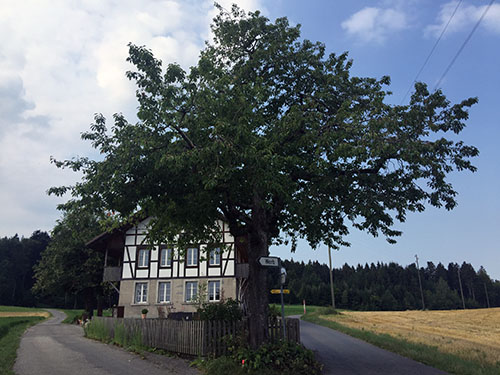 von der Rueti nach Ruefenacht