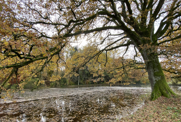 Weiher bei Grächwil